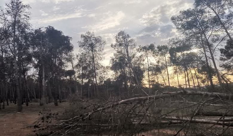 غابة المزامزة بسطات.. قطع وتطاول ومخلفات بناء (صور)