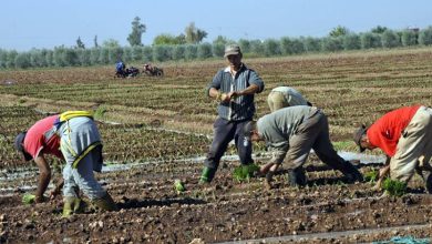 غياب التساقطات المطرية يعقد وضعية الفلاحين بجهة فاس مكناس (فيديو)