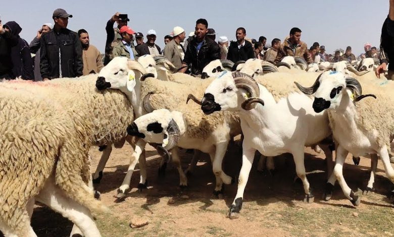 المغاربة يستقبلون قرار إلغاء أضحية عيد الأضحى بإرتياح كبير