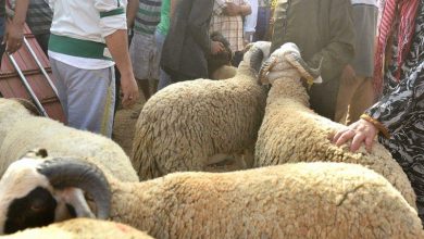 بعد إلغاء شعيرة عيد الأضحى.. المغاربة لـ “الشناقة”: “ما تعولوا علينا هاد العام”